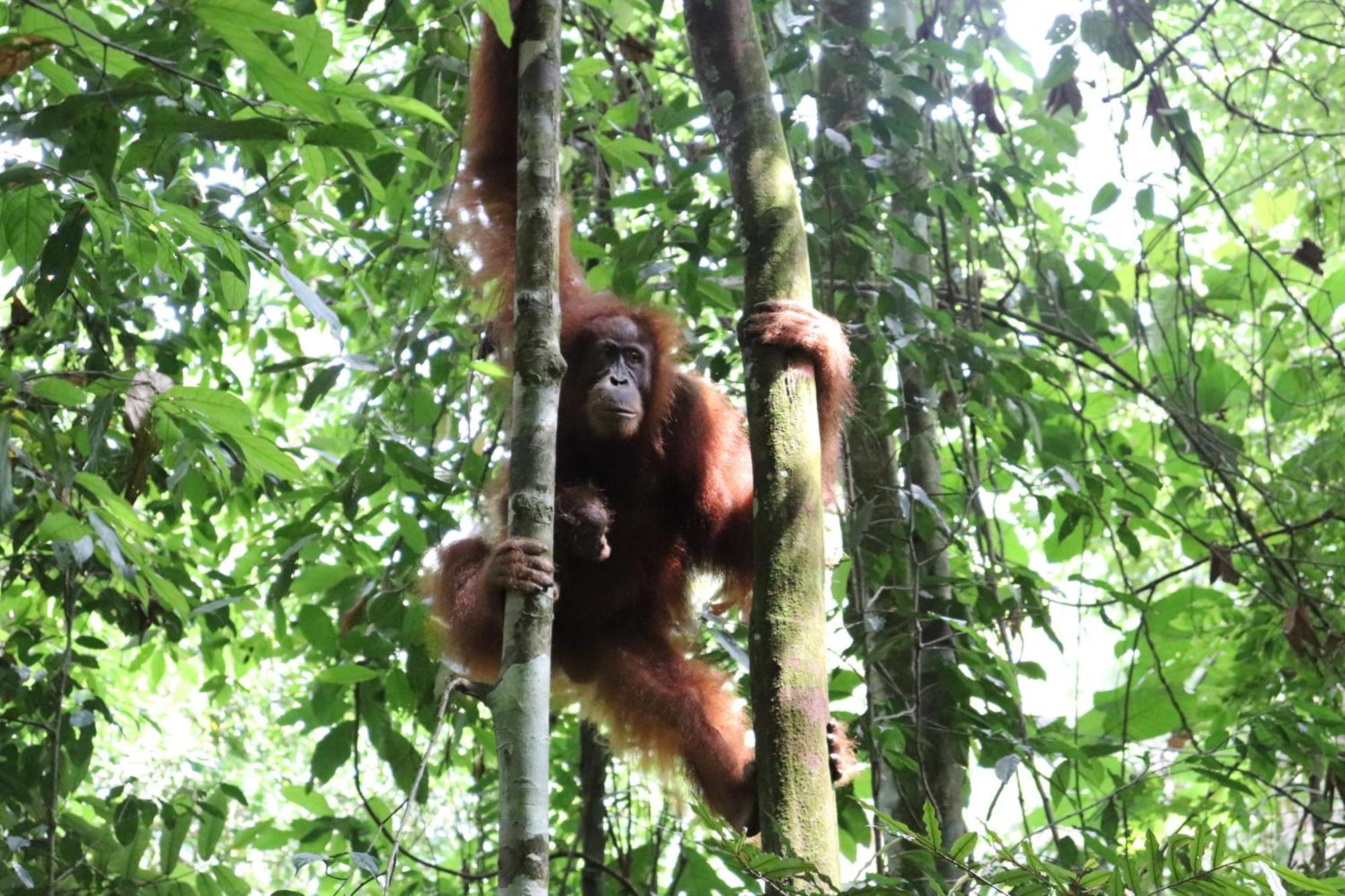 Gino'S Place - Guest House & Jungle Trekking Bukit Lawang Exterior photo